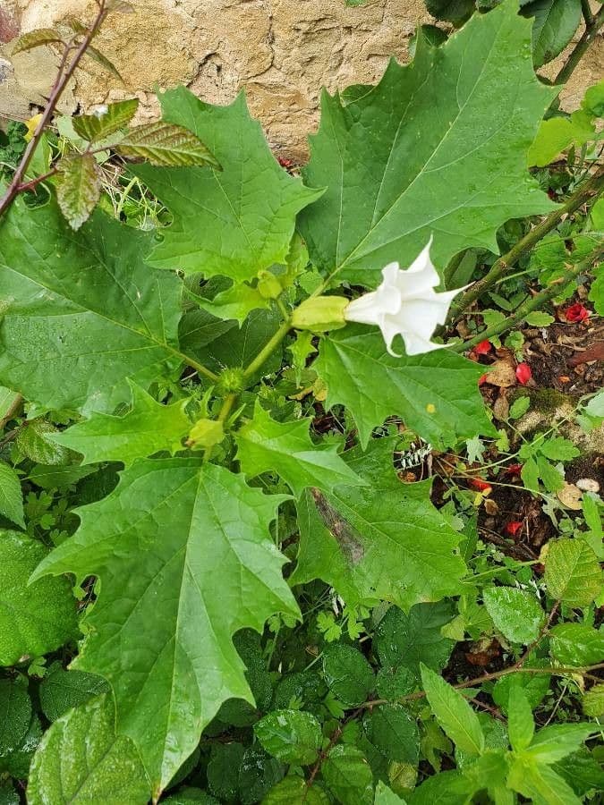 Datura 19