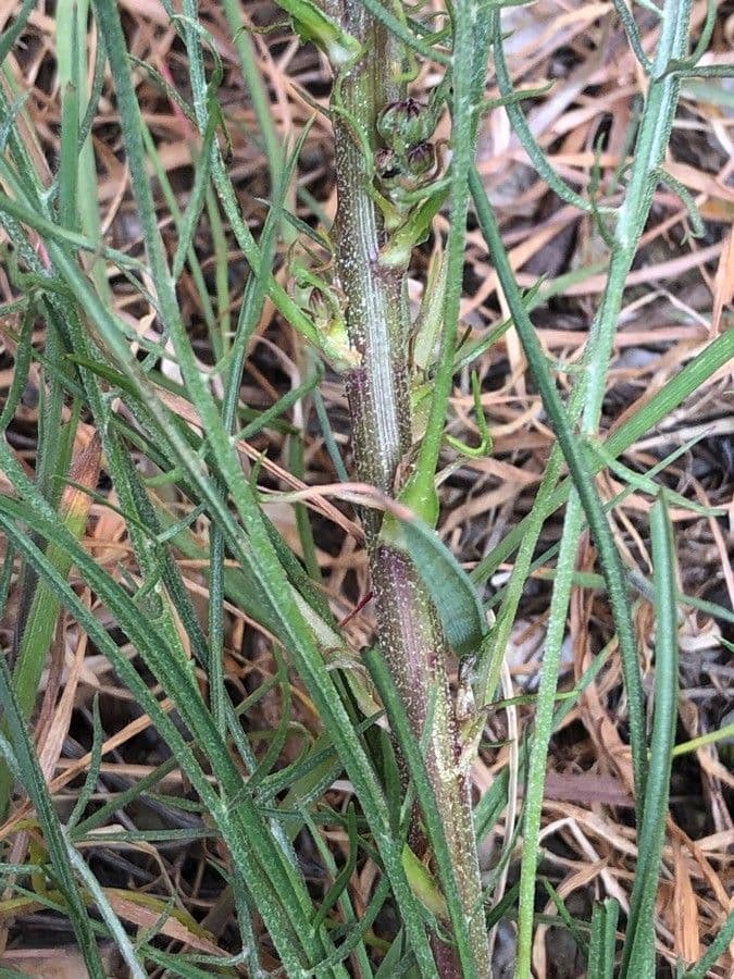 Scorzonera laciniata 17