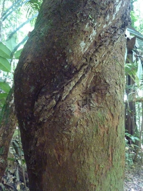 Richeria grandis 9