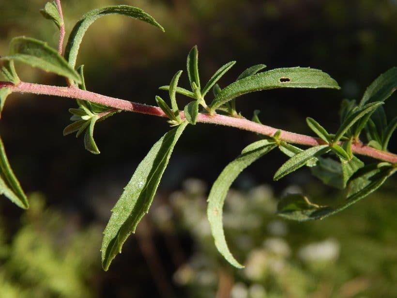 Stevia viscosa 12