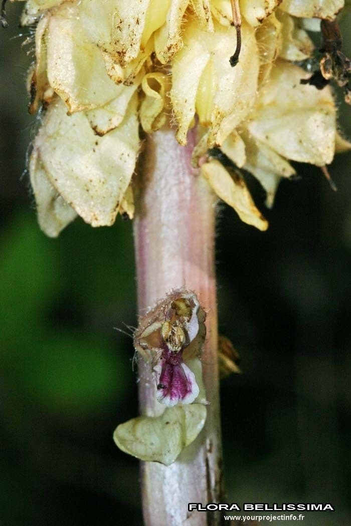 Latrea comune 24