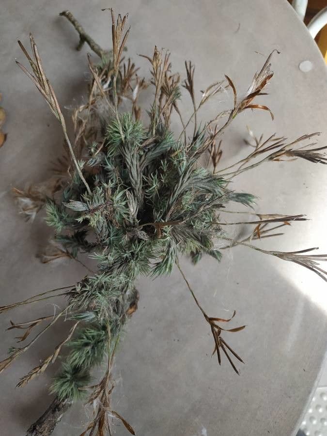 Tillandsia 14