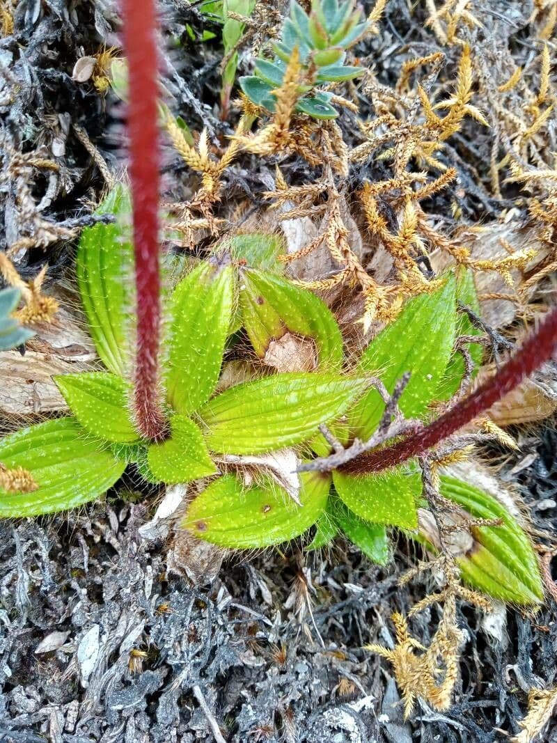 Castratella piloselloides 11