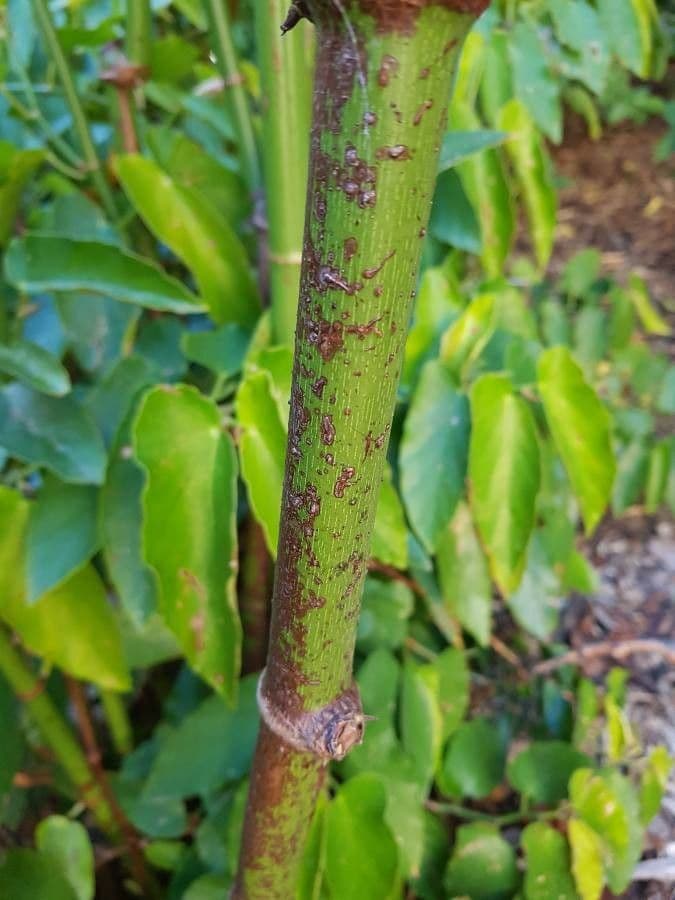 Begonia 19