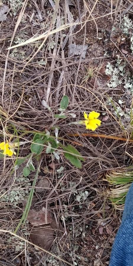 Goodenia pinnatifida