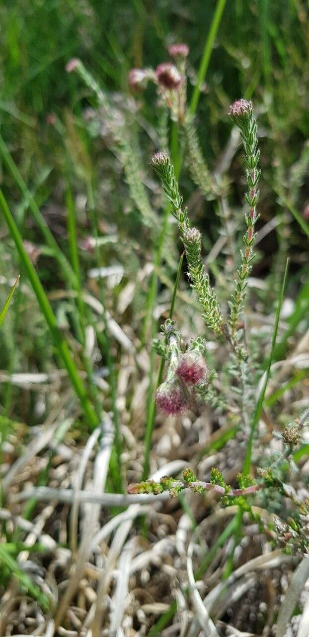 Glocken-Heide 29