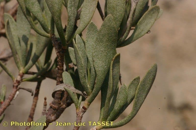 Limoniastrum monopetalum 22