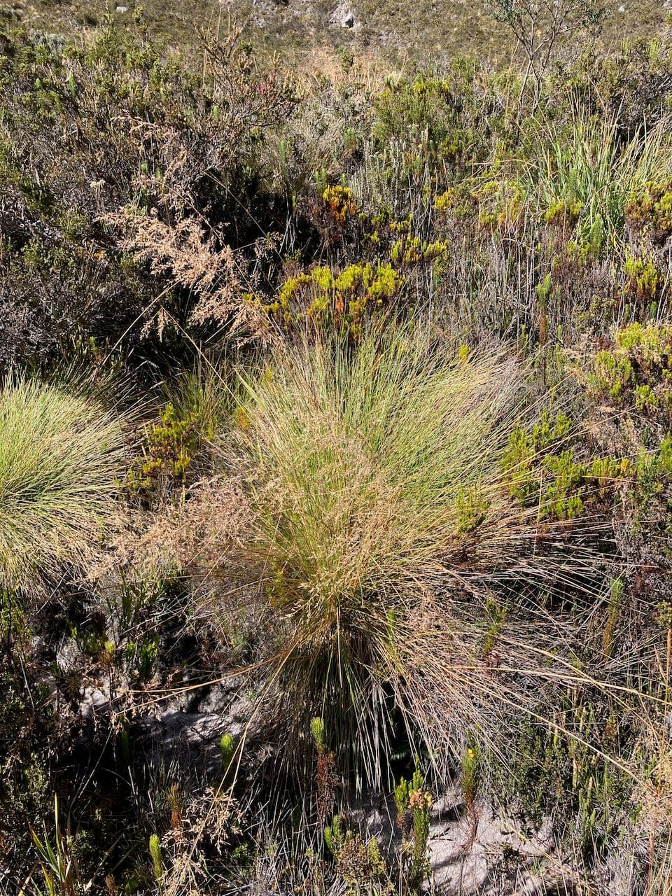 Calamagrostis 9