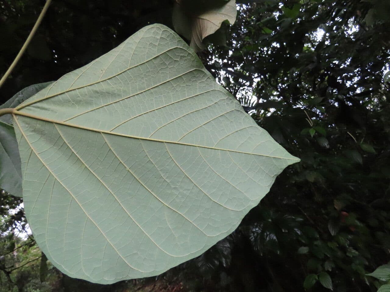 Erythrina 9