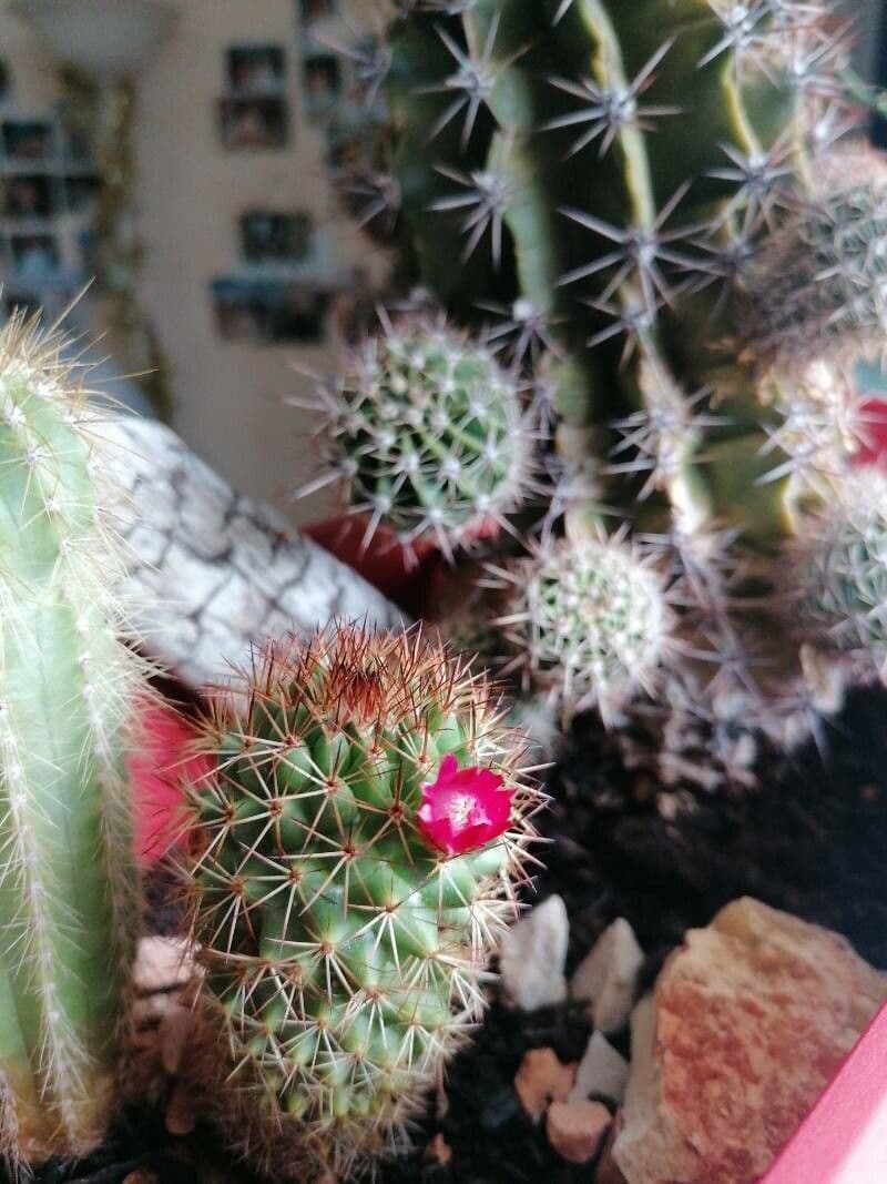 Cactus coussin de Backeberg 3