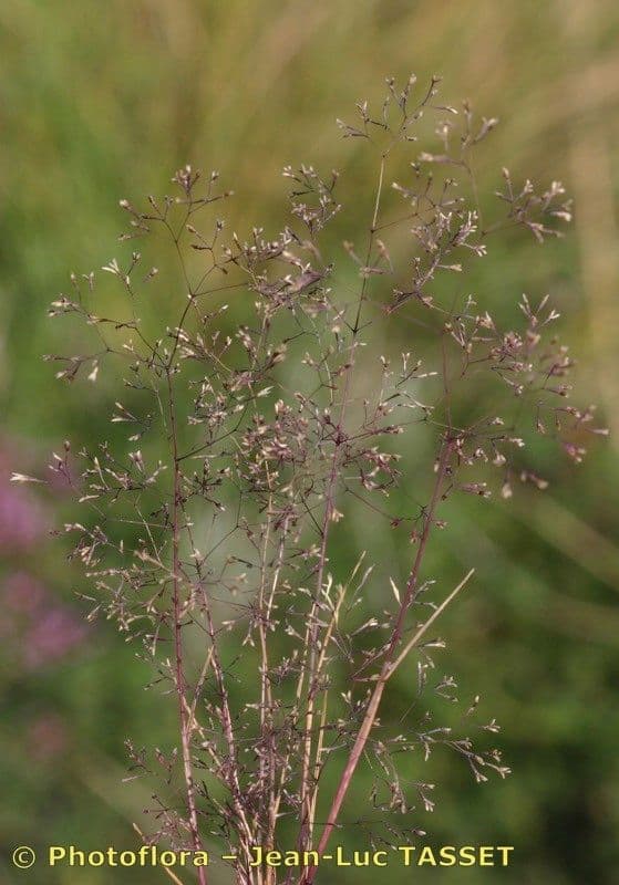 Sphenopus divaricatus 5
