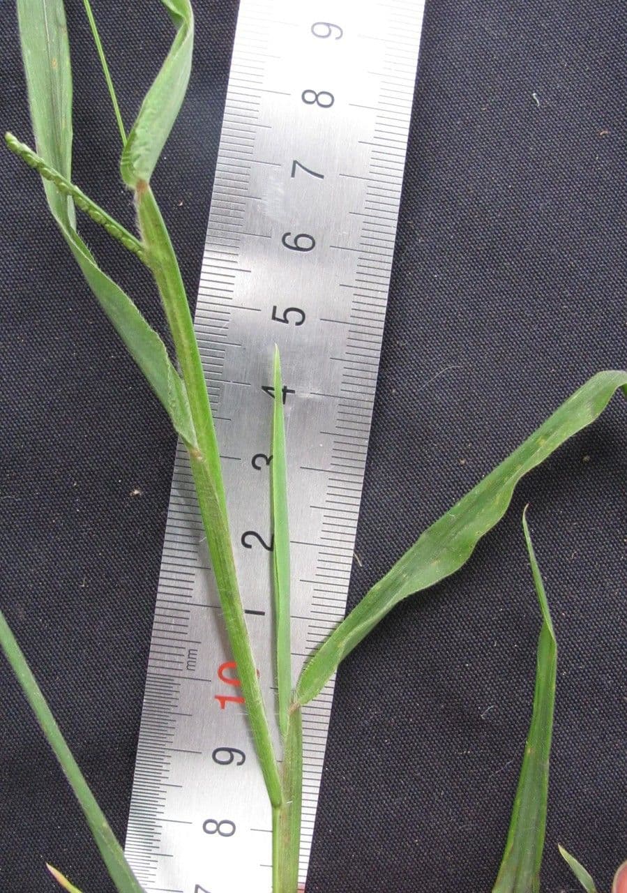 Paspalum 6