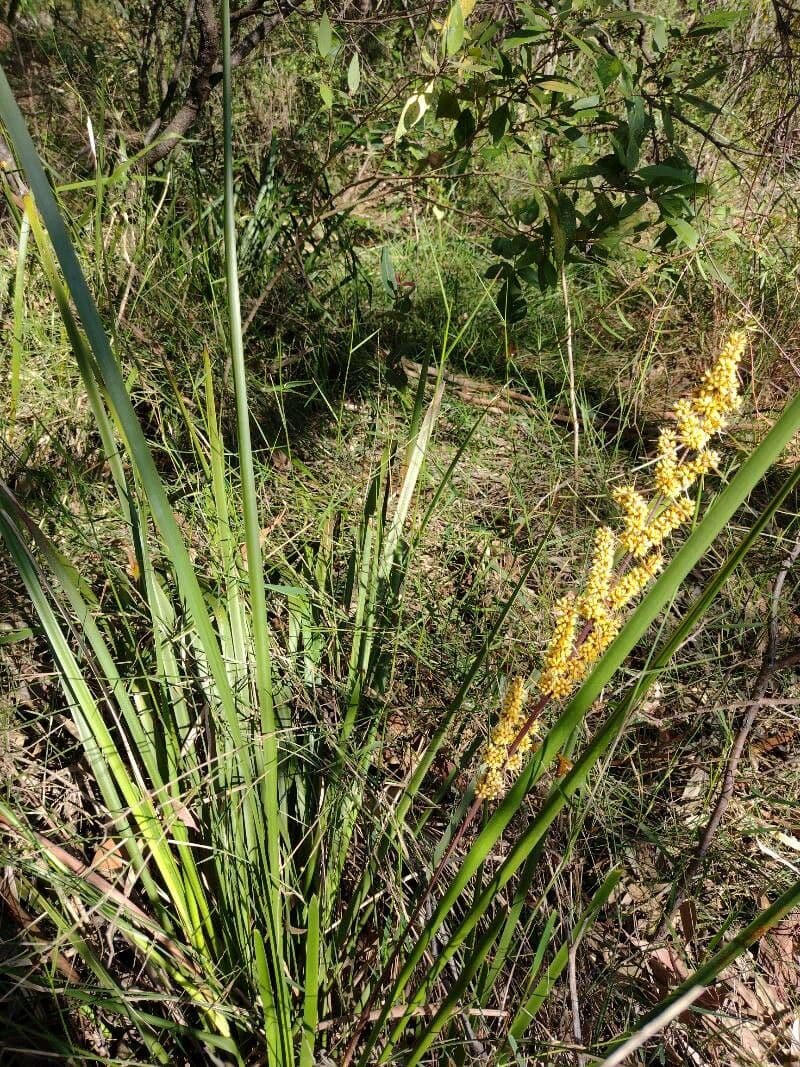 Lomandra 14