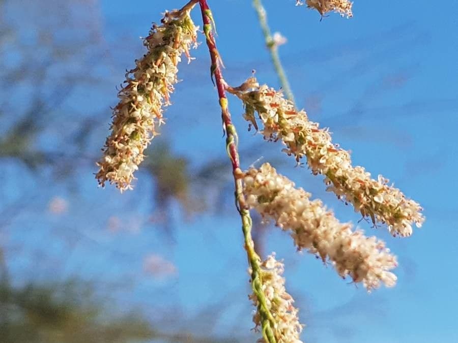 Tamariška africká 8