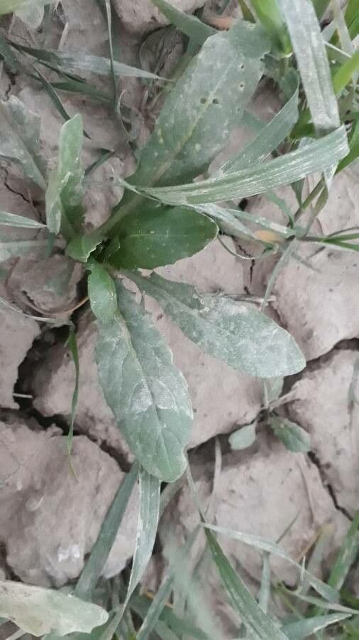 Goldbachia