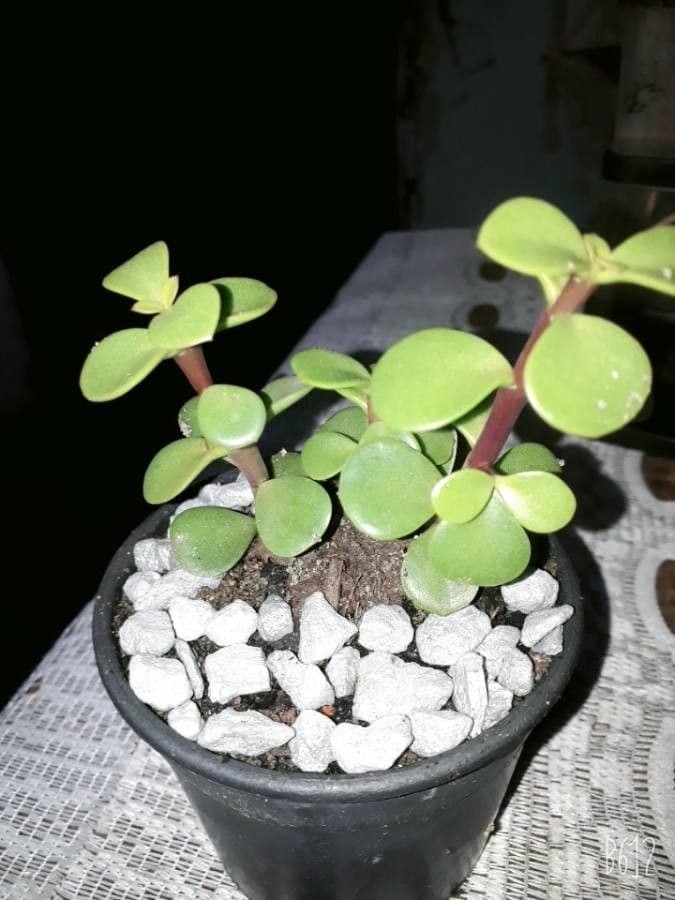 Portulacaria afra 14
