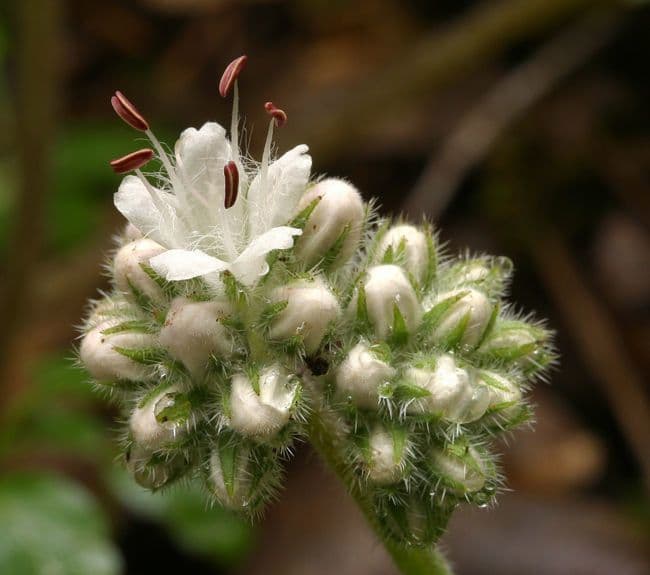 Hydrophyllum occidentale 2