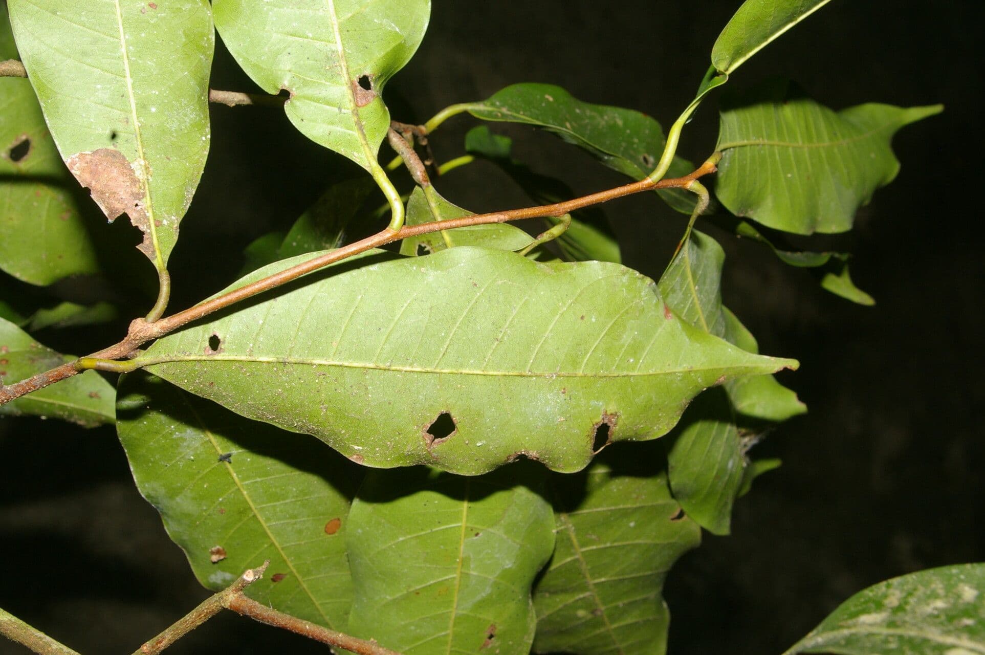 Pouteria 8