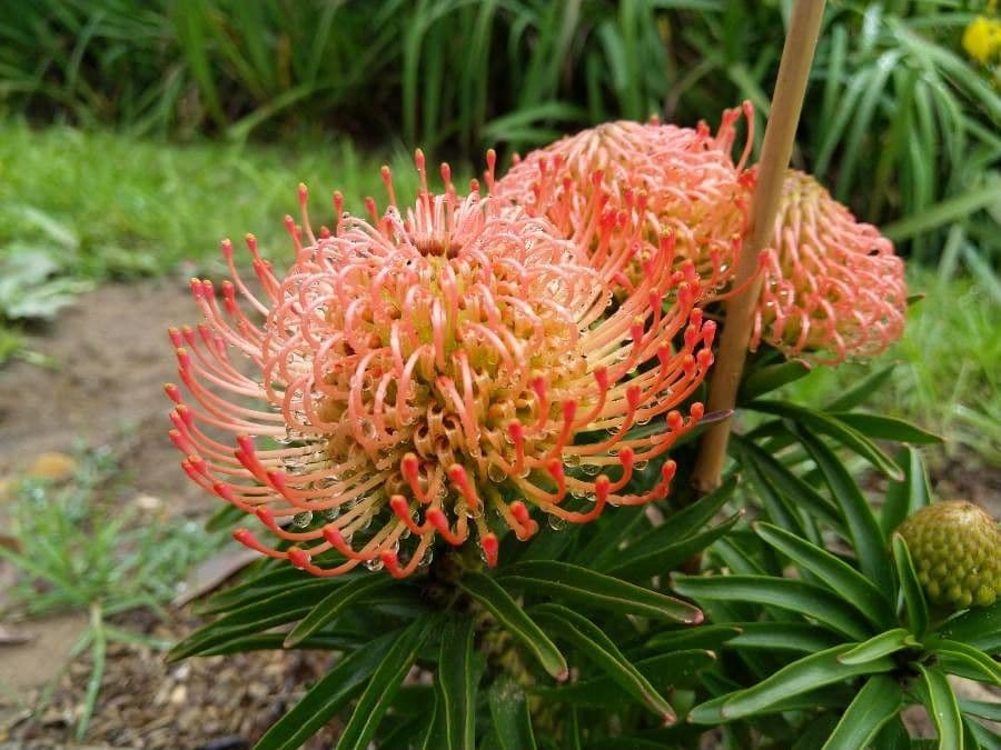 Leucospermum 2