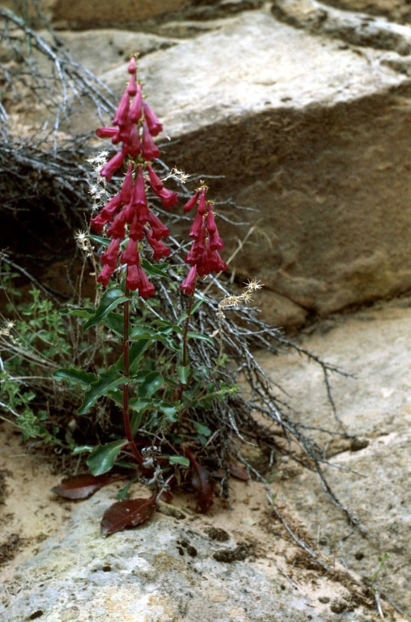 Penstemon utański 9
