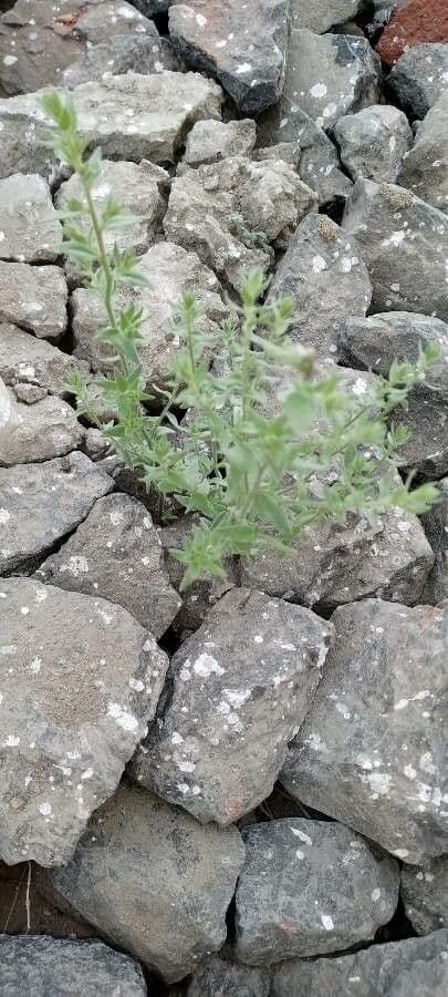 Klebrige chilienblume 7