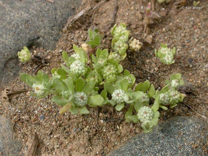 Psilocarphus 6