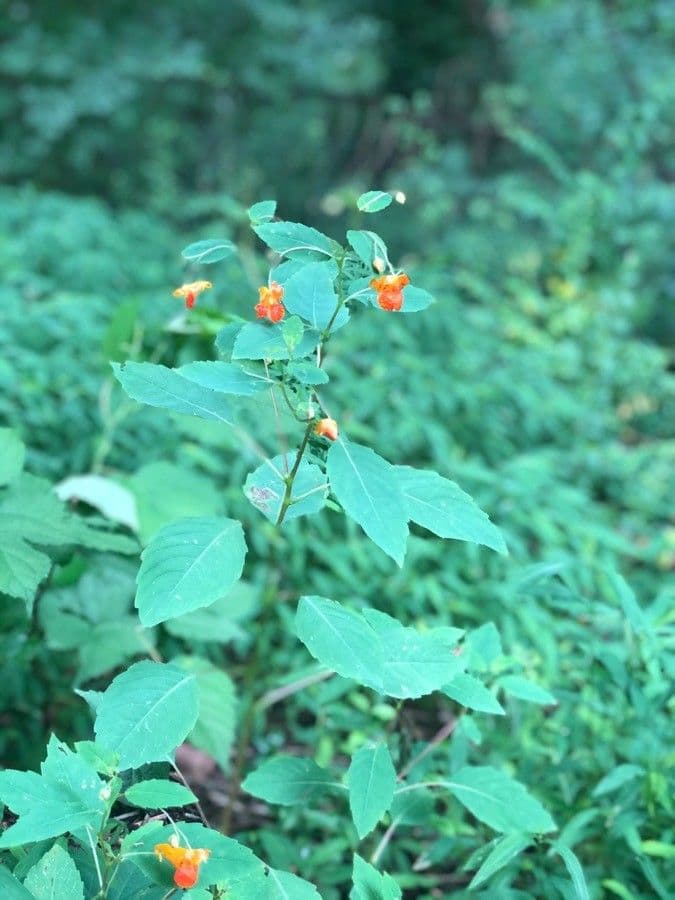 Orangerotes Springkraut 30