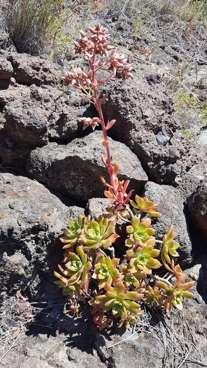 Aeonium decorum