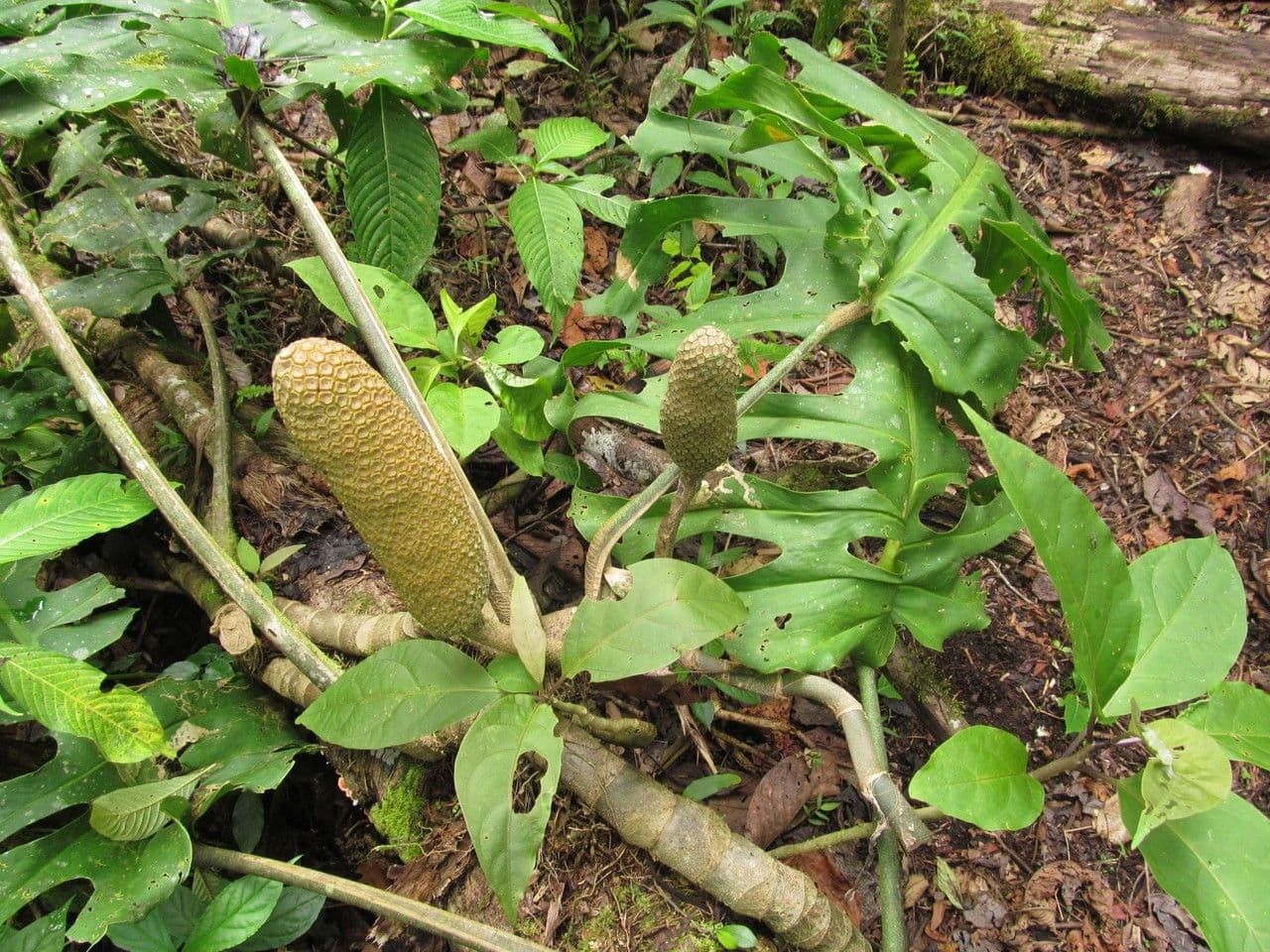 Monstera
