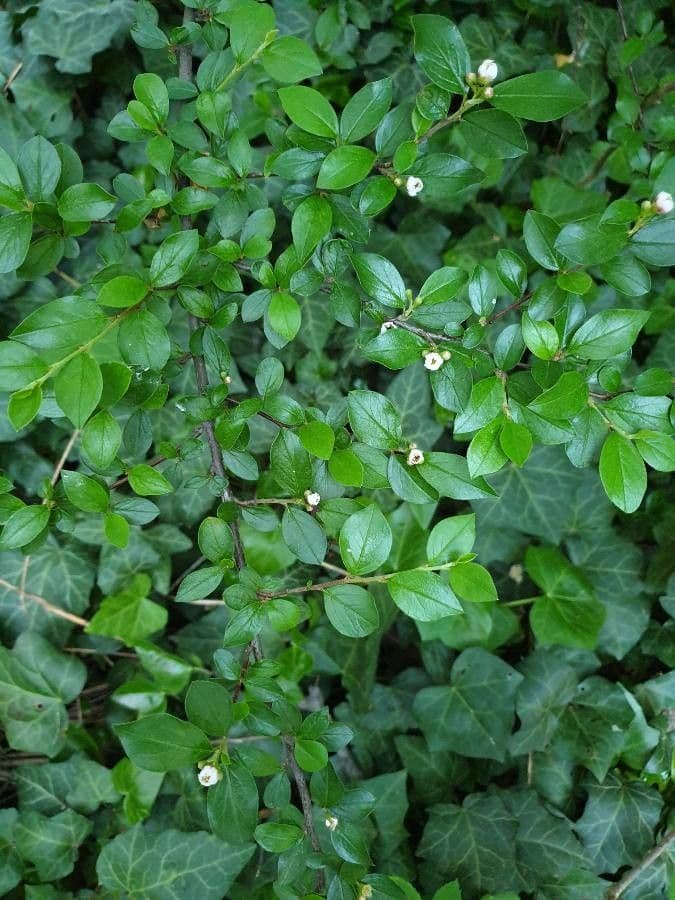 Cotonéaster commun 17