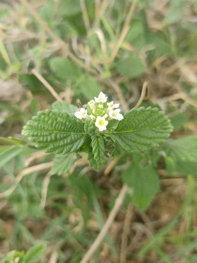 Lantana 7