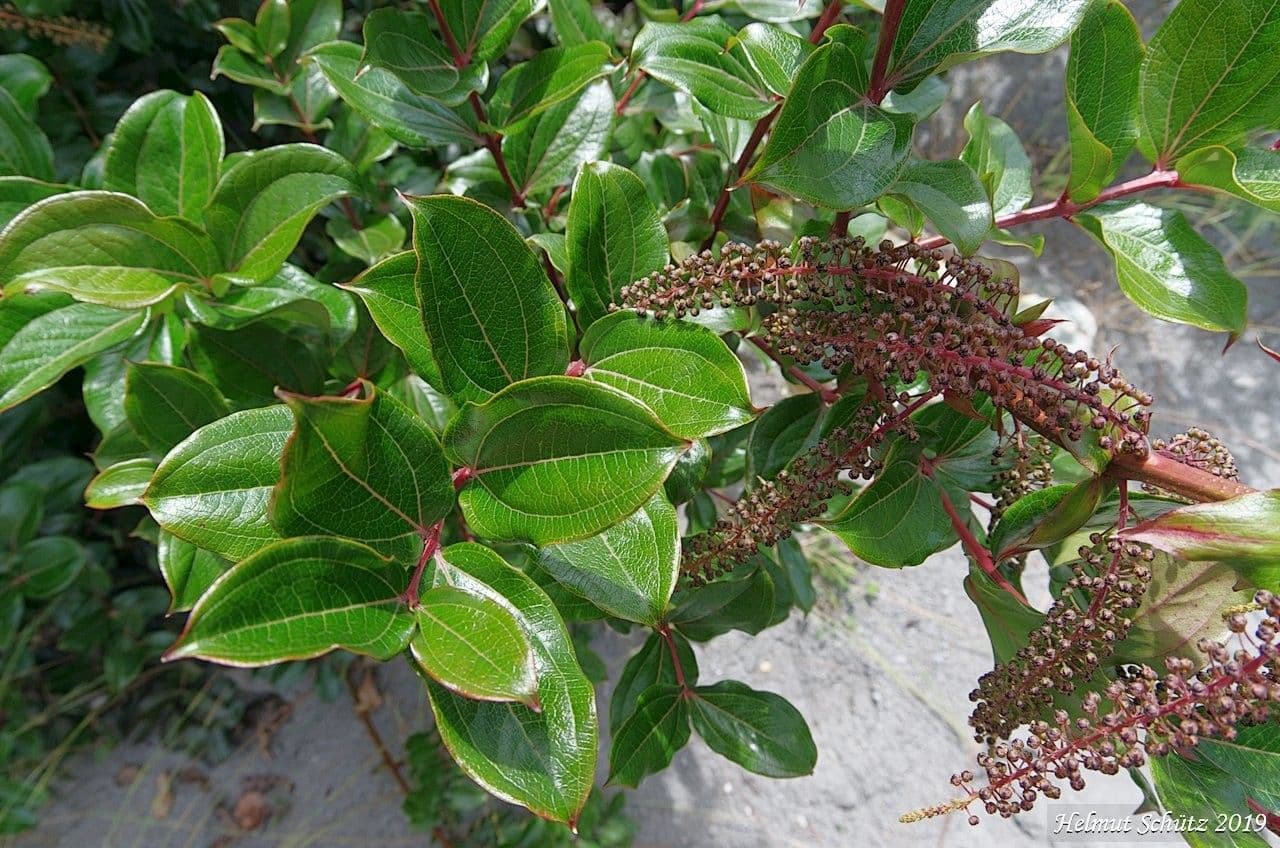 Coriaria arborea 4