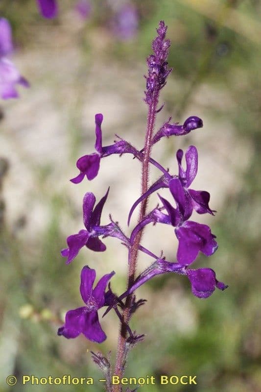 Linaria 19