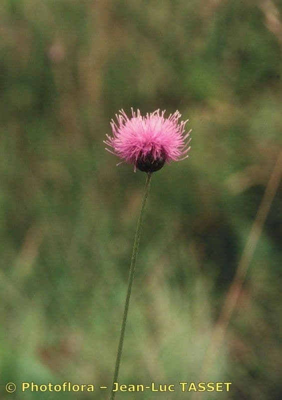Klasea lycofolia 6