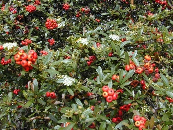 Pyracantha de Koidzumi 10