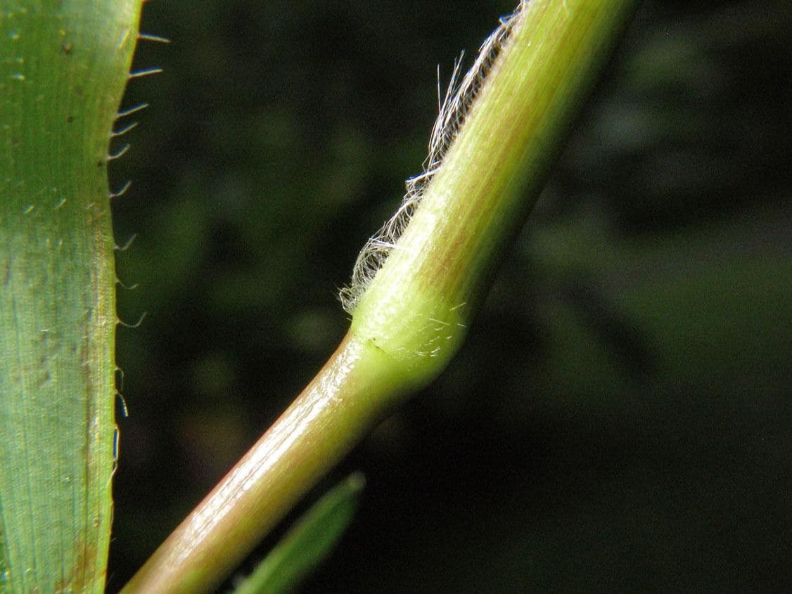 Decumbent crowngrass 5