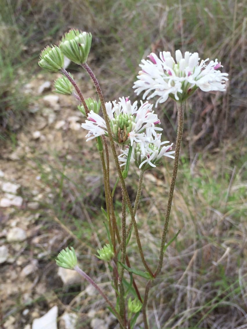 Marshallia caespitosa 7