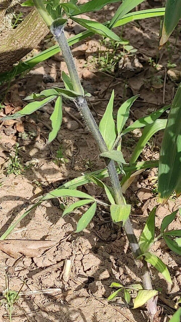 Thermopsis lanceolata 3