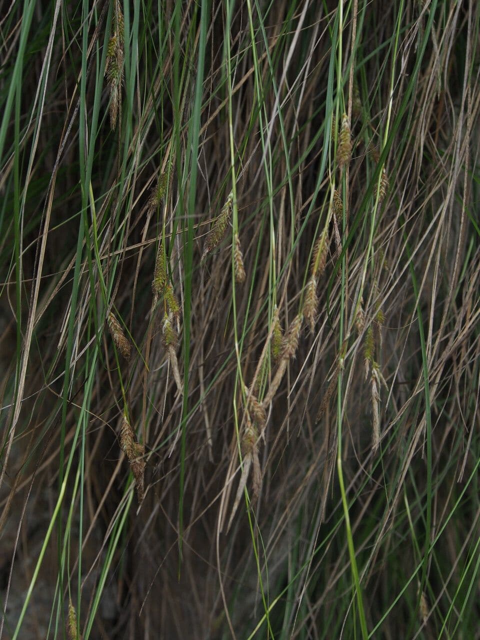 Sedge 3