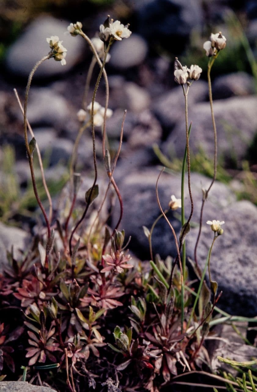 Draba