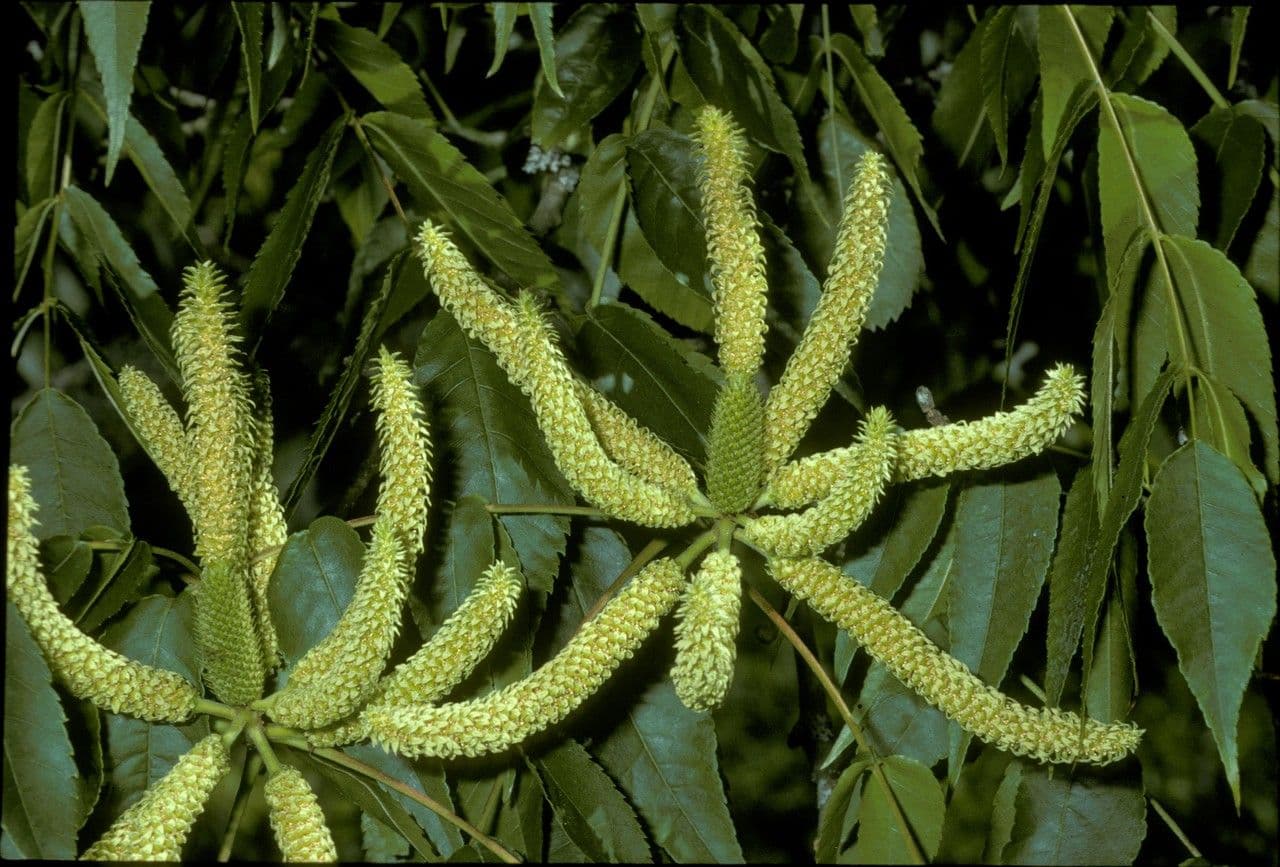 Platycarya strobilacea 6