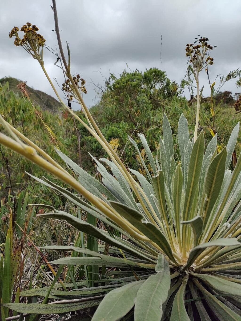 Frailejón 2