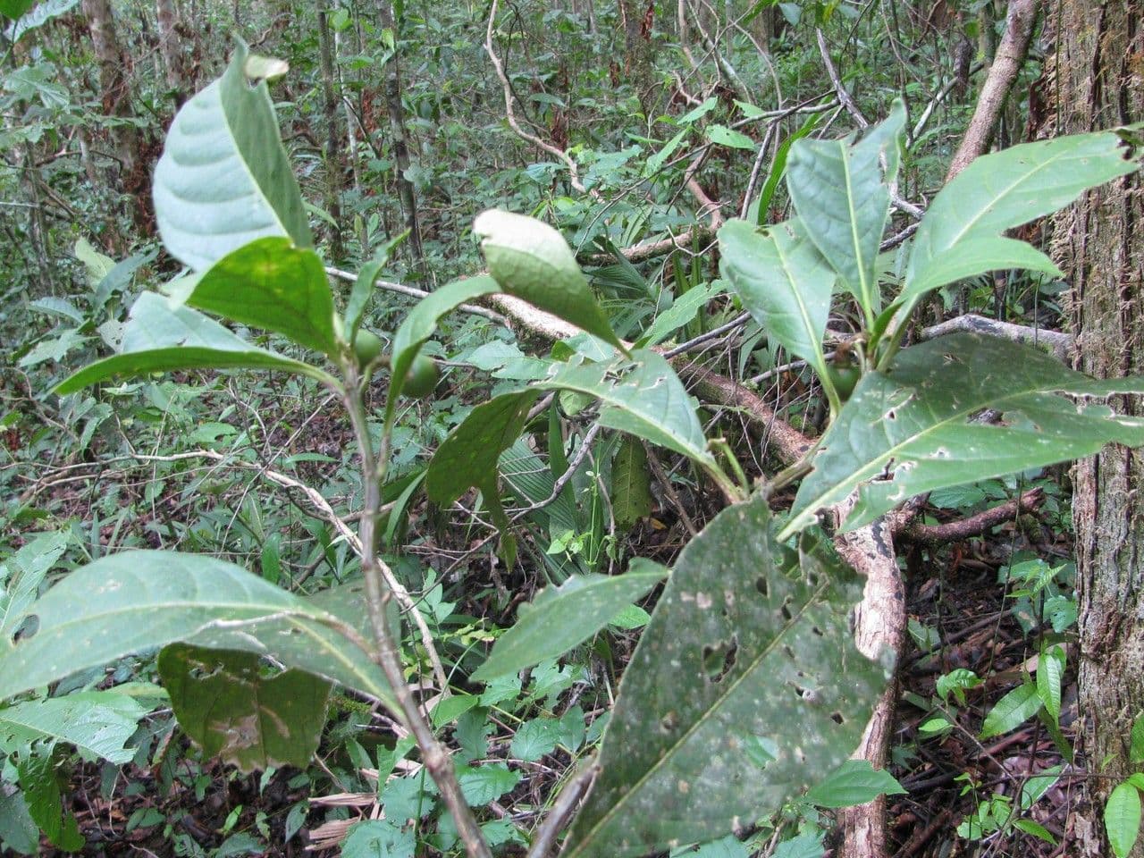 Solanum 5