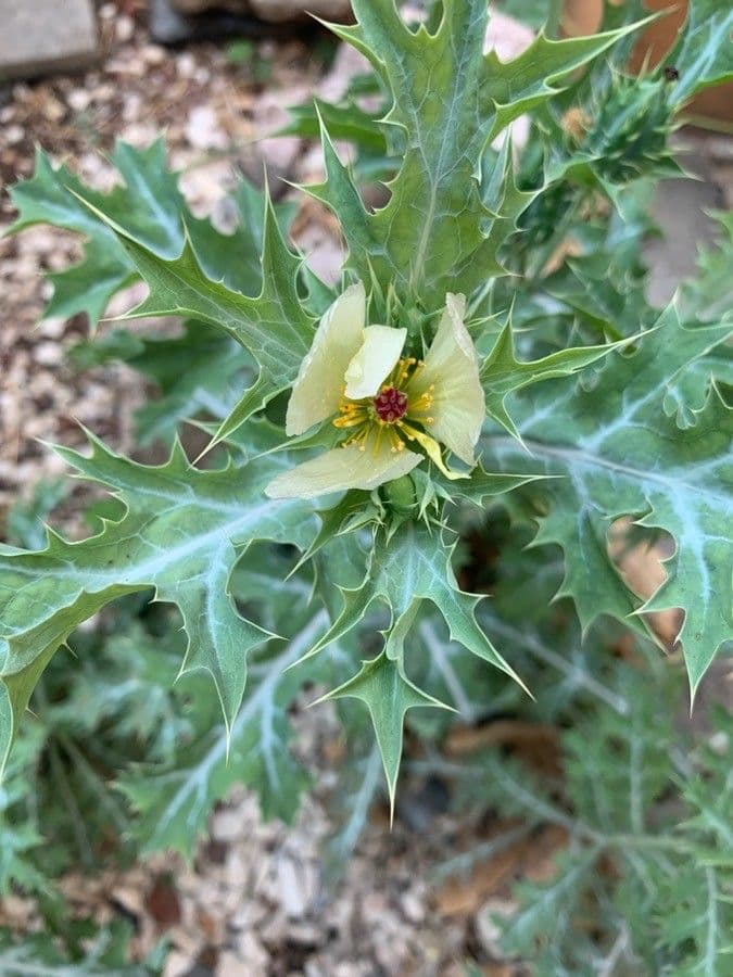 Argemone ocra 2