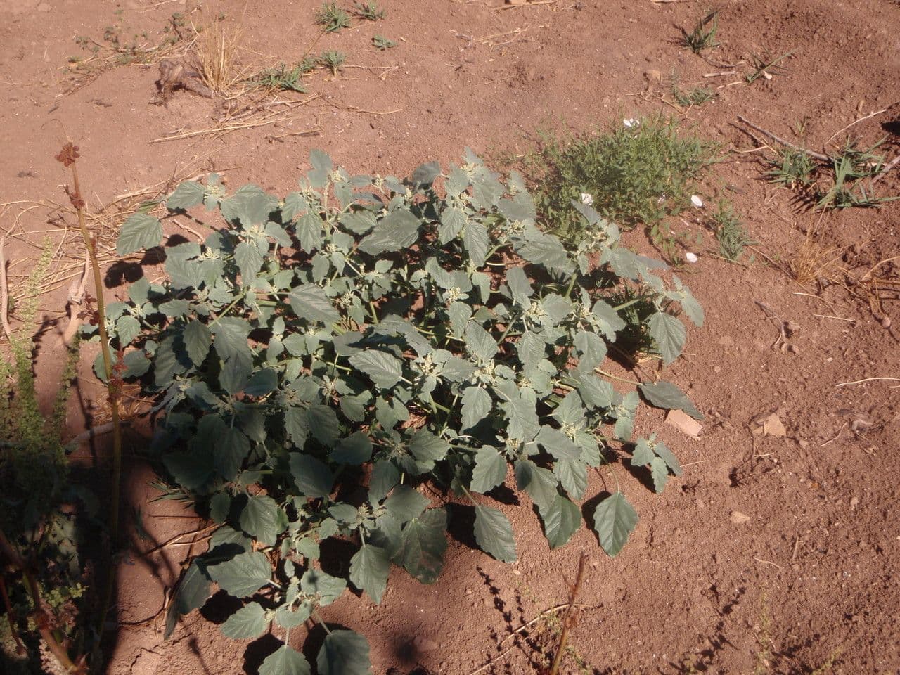 Chrozofora 11