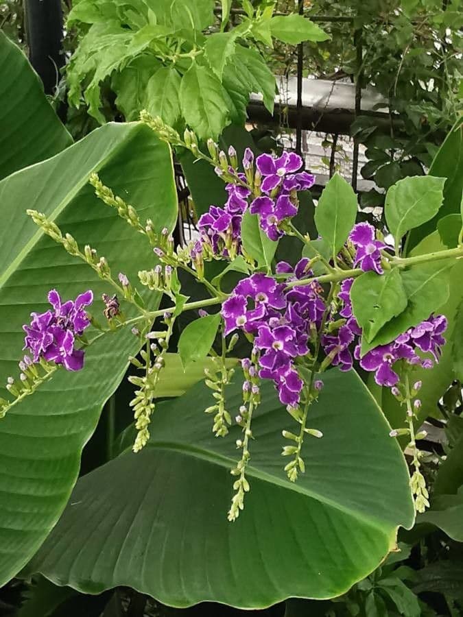 Duranta erecta 27