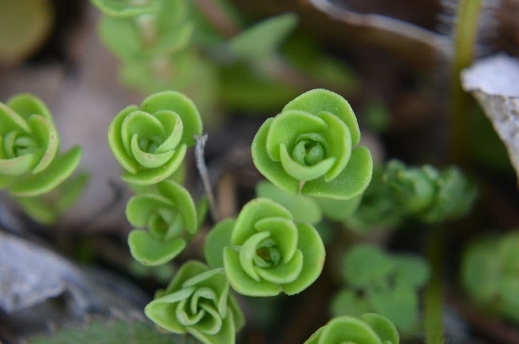 Sedum ternato 10