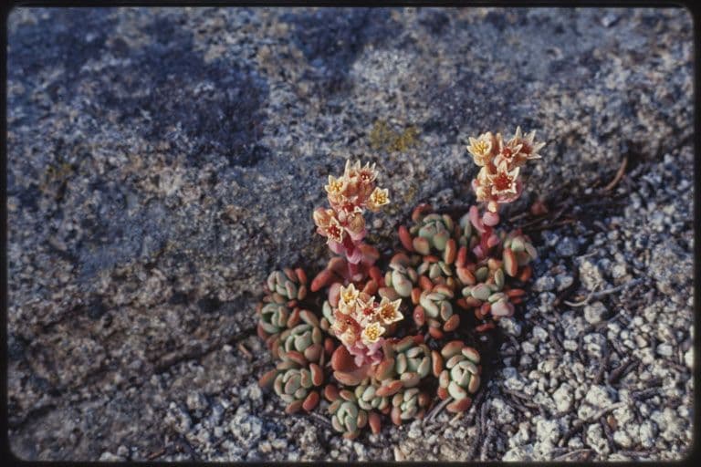 Borracina ottusa 8