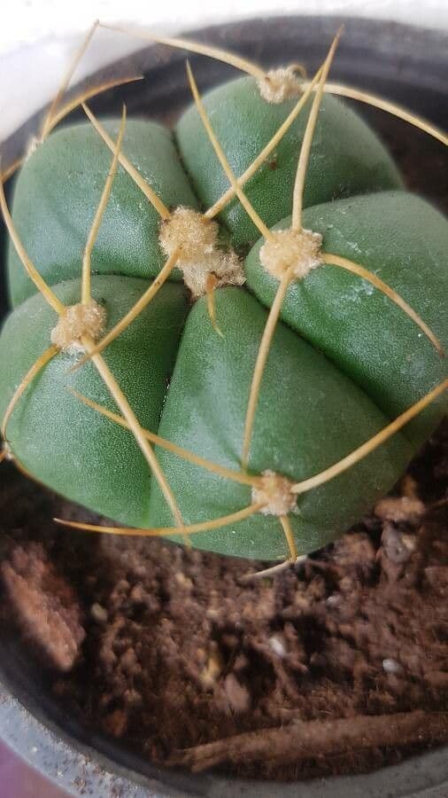 Cactus 8