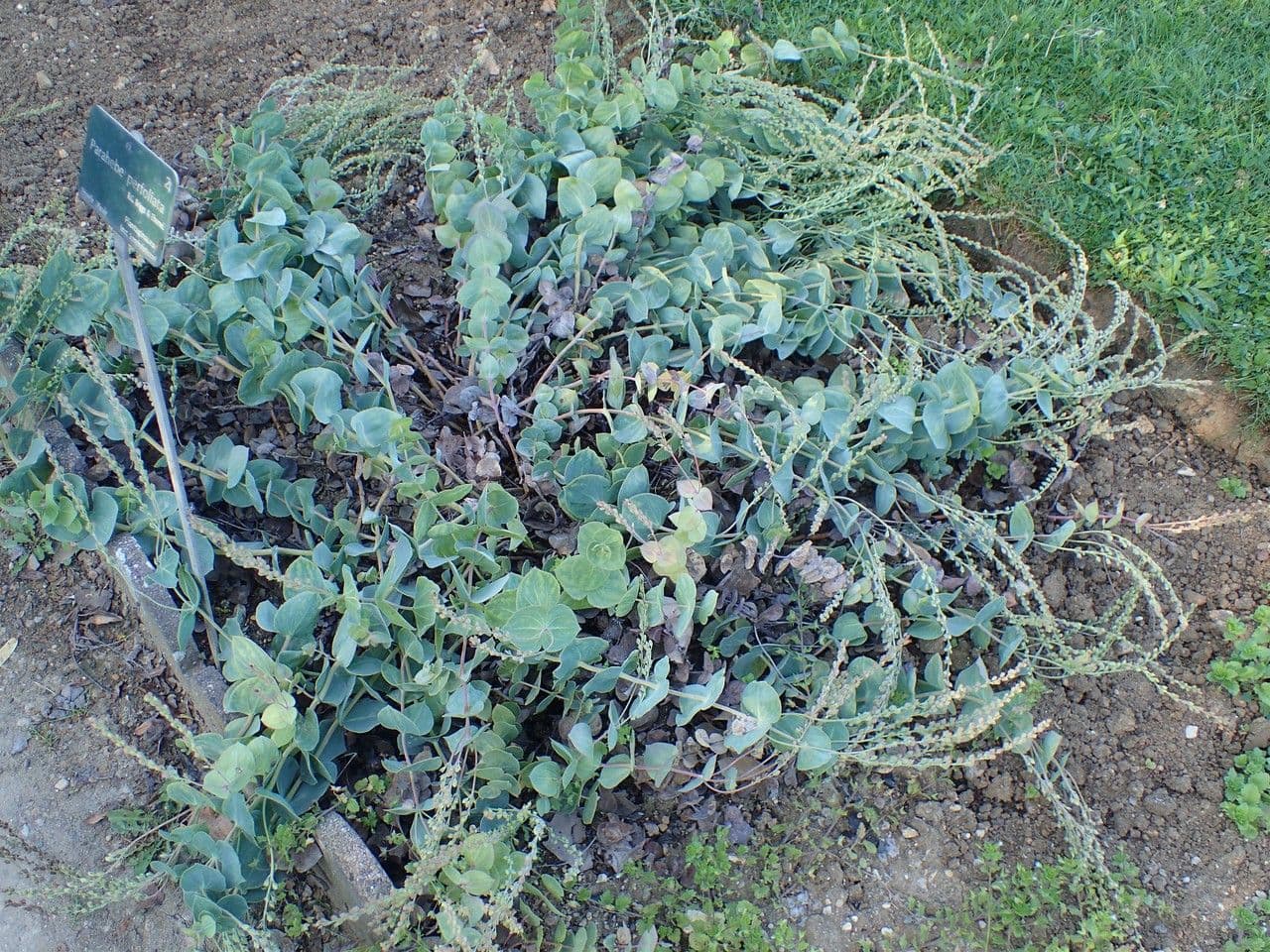 Veronica perfoliata